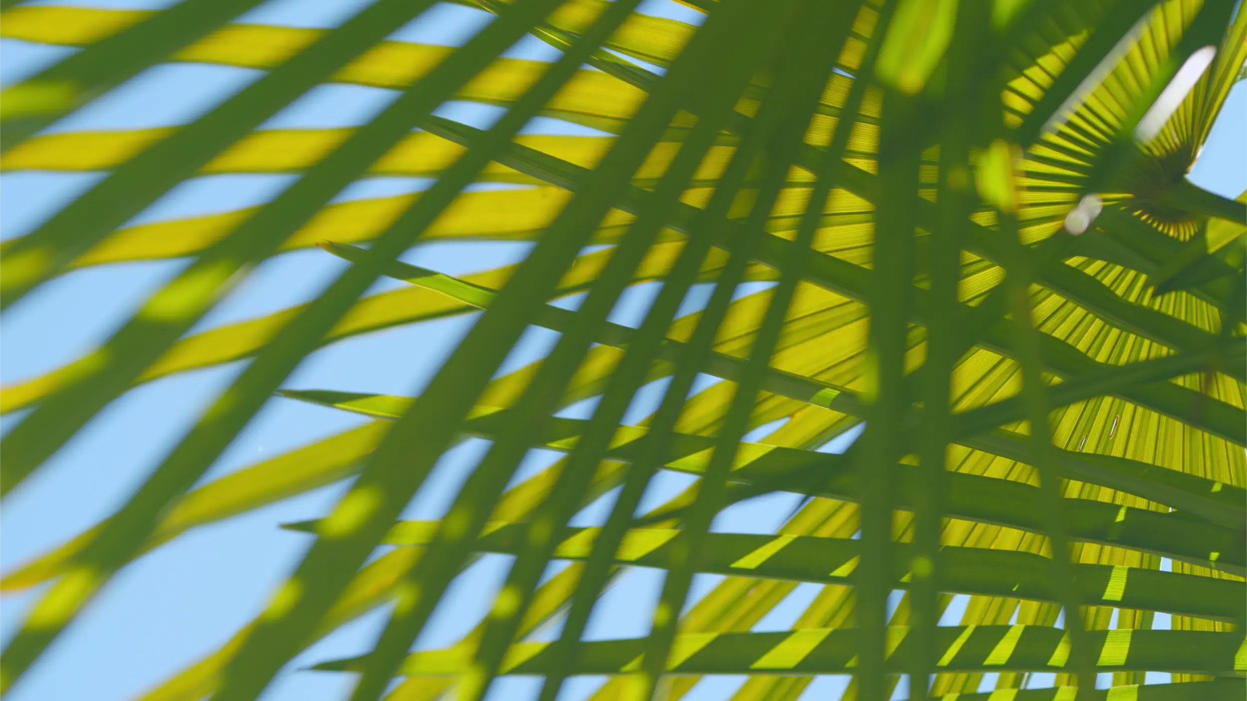 background leaf texture